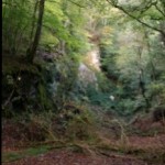 Rumple Quarry in Plymbridge Woods