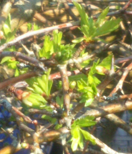 Hawthorn leaves opening in Plymouth on 18th March 2015