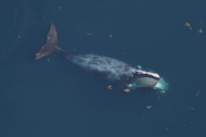 satellite whale north atlantic right whale NOAA